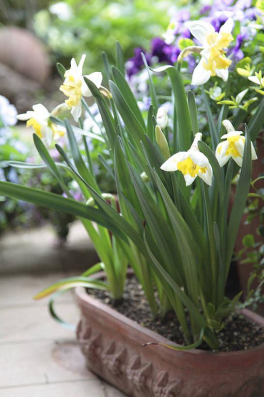 无人,竖图,室外,特写,白天,正面,植物,水仙花,叶子,花盆,阴影,朦胧,模糊,盛开,光线,盆栽,影子,陶瓷,绿叶,盆景,陶瓷制品,花蕾,花,花瓣,花朵,鲜花,黄色,绿色,紫色,白色,阳光,自然,容器,花苞,花蕊,嫩叶,生长,成长,储藏,储存,金盏银台,玉玲珑,女史花,雅蒜,天蒜,黄水仙,凌波仙子,水仙,天葱,五色水仙,洋水仙,叶,叶片,彩图,贮存