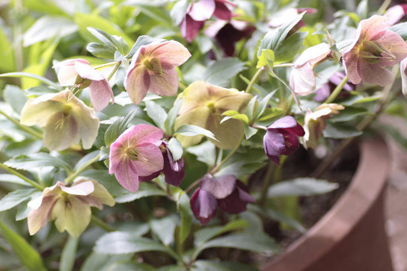 无人,横图,室外,特写,白天,正面,植物,叶子,花盆,阴影,朦胧,模糊,盛开,光线,盆栽,影子,陶瓷,绿叶,盆景,陶瓷制品,花蕾,花,花瓣,花朵,鲜花,一个,粉色,绿色,紫色,阳光,自然,容器,花苞,花蕊,嫩叶,清热,生长,单个,成长,储藏,储存,止痛,解毒,消肿,散瘀,苦,小毒,黑毛七,铁筷子,小山桃儿七,叶,叶片,彩图,贮存,活血,凉