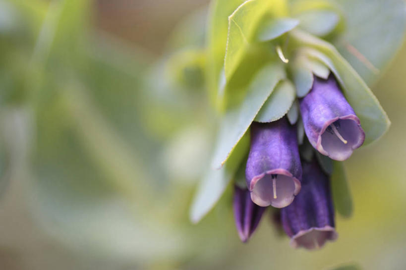 无人,横图,室外,特写,白天,正面,花海,花圃,美景,植物,叶子,阴影,朦胧,模糊,盛开,光线,影子,景观,花蕾,花,花瓣,花朵,花卉,鲜花,绿色,紫色,阳光,自然,花丛,花束,花田,花苞,花蕊,景色,自然风光,风蜡花,杰拉尔顿腊花,蜡花,淘金彩梅,彩图