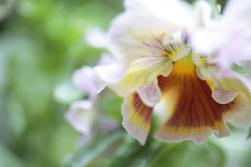 无人,横图,室外,特写,白天,正面,快乐,花海,花圃,美景,植物,叶子,阴影,朦胧,模糊,盛开,光线,影子,景观,三色堇,花蕾,花,花瓣,花朵,花卉,鲜花,粉色,黄色,绿色,阳光,自然,花丛,花束,花田,蝴蝶花,花苞,花蕊,景色,沉思,自然风光,三色堇菜,人面花,猫脸花,阳蝶花,鬼脸花,猫儿脸,思念,彩图