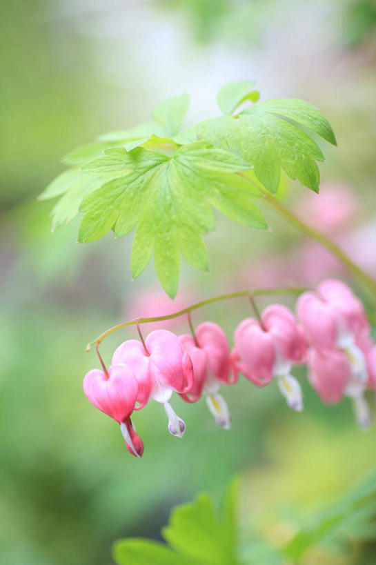 无人,竖图,室外,特写,白天,正面,花海,花圃,美景,植物,叶子,阴影,朦胧,模糊,盛开,光线,影子,景观,花蕾,花,花瓣,花朵,花卉,鲜花,粉色,绿色,阳光,自然,花丛,花束,花田,花苞,花蕊,景色,同意,接受,自然风光,荷包牡丹,铃儿草,兔儿牡丹,鱼儿牡丹,答应,彩图