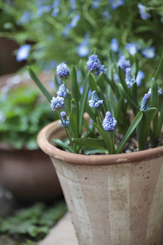 无人,竖图,室外,特写,白天,正面,爱情,植物,叶子,花盆,阴影,朦胧,模糊,盛开,光线,盆栽,影子,陶瓷,绿叶,盆景,陶瓷制品,花蕾,花,花瓣,花朵,鲜花,两个,蓝色,绿色,阳光,自然,容器,花苞,花蕊,嫩叶,生长,成长,储藏,悲伤,储存,忧郁,蓝壶花,蓝瓶花,葡萄百合,葡萄风信子,葡萄麝香兰,葡萄水仙,妒忌,叶,叶片,彩图,贮存