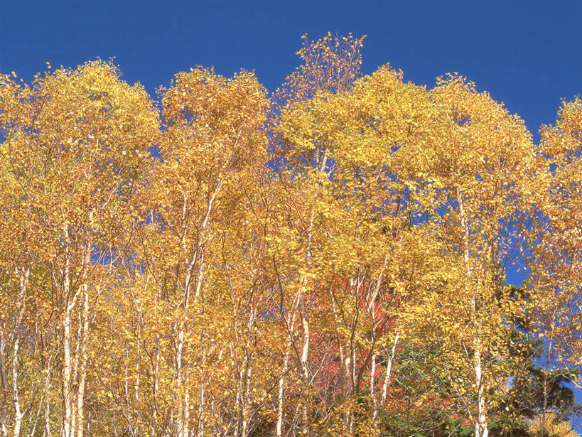 无人,横图,室外,白天,仰视,旅游,度假,美景,秋季,森林,树林,植物,叶子,长野县,日本,亚洲,阴影,光线,影子,景观,枯叶,落叶,娱乐,树,树木,蓝色,绿色,蓝天,天空,阳光,自然,天,享受,休闲,景色,放松,生长,晴朗,成长,自然风光,东亚,本州,万里无云,本州岛,日本国,中部地方,岐阜,岐阜县,长野,乘鞍高原,叶,叶片,晴空,晴空万里,秋,秋天,彩图,低角度拍摄