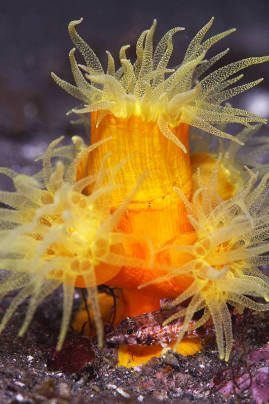 无人,竖图,室外,特写,白天,正面,海底,水下,海浪,海洋,美景,静冈县,日本,亚洲,景观,浪花,水底,海洋生物,无脊椎动物,自然,海水,橙色,景色,海底世界,腔肠动物,石珊瑚,自然风光,海景,东亚,本州,本州岛,日本国,中部地方,静冈,珊瑚虫,杯形珊瑚,大海,风浪,海,海床,海水的波动,近岸浪,涌浪,半身,彩图,沼津市