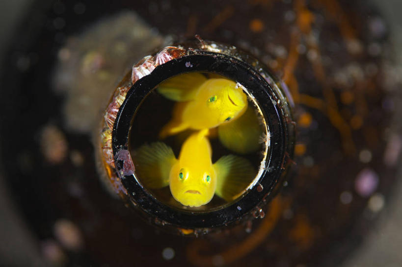 游泳,无人,横图,俯视,室内,特写,白天,美景,玻璃,静冈县,日本,亚洲,两条,朦胧,模糊,鱼,景观,注视,鱼类,海洋生物,玻璃制品,一个,黄色,自然,玻璃瓶,瓶子,观察,看,景色,单个,观看,察看,关注,自然风光,水生动物,水生物,东亚,海底动物,广口瓶,本州,本州岛,日本国,中部地方,静冈,泅水,虾虎鱼,拍浮,彩图,高角度拍摄,全身,沼津市