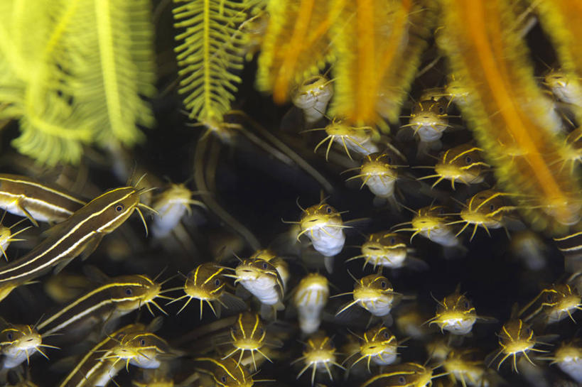 游泳,无人,横图,室内,特写,白天,正面,海底,水下,海浪,海洋,美景,静冈县,日本,亚洲,许多,景观,浪花,水底,很多,注视,自然,海水,观察,看,景色,海底世界,观看,察看,关注,自然风光,海景,东亚,本州,本州岛,日本国,中部地方,静冈,鲇鱼,塘鲺,泅水,拍浮,大海,风浪,海,海床,海水的波动,近岸浪,涌浪,塘虱鱼,塘虱,黏鱼,胡子鲢,半身,彩图,沼津市