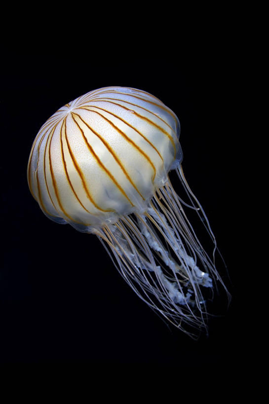 游泳,无人,竖图,室内,特写,白天,正面,海底,水下,美景,静冈县,日本,亚洲,黑色背景,景观,水底,美丽,注视,海洋生物,无脊椎动物,一只,自然,观察,看,景色,海底世界,观看,察看,关注,自然风光,水生动物,浮游动物,水生物,凶猛,东亚,海底动物,本州,本州岛,日本国,中部地方,静冈,泅水,拍浮,海床,水母,彩图,全身,沼津市