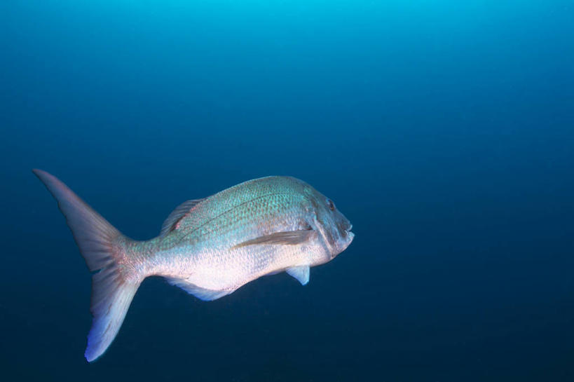 游泳,无人,横图,室内,特写,白天,侧面,海底,水下,海浪,海洋,美景,静冈县,日本,亚洲,一条,景观,浪花,水底,鲷鱼,注视,自然,海水,观察,看,景色,海底世界,观看,鲷,加吉鱼,铜盆鱼,真鲷,察看,关注,自然风光,海景,红鲷,东亚,本州,本州岛,日本国,中部地方,静冈,班加吉,加真鲷,红加吉,泅水,拍浮,大海,风浪,海,海床,海水的波动,近岸浪,涌浪,彩图,全身
