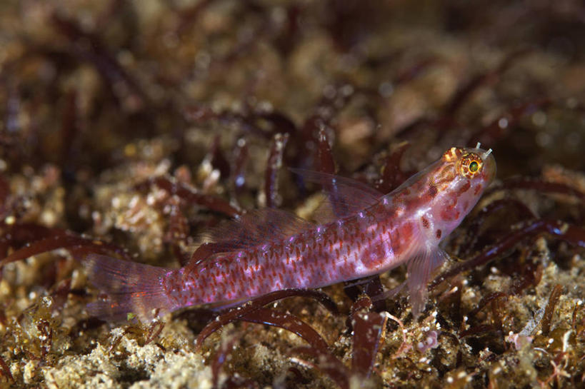 游泳,无人,横图,室内,特写,白天,侧面,海底,水下,美景,静冈县,日本,亚洲,一条,鱼,珊瑚,景观,水底,注视,珊瑚礁,鱼类,海洋生物,自然,观察,看,景色,海底世界,观看,察看,关注,自然风光,水生动物,水生物,东亚,海底动物,本州,海底礁,本州岛,日本国,中部地方,静冈,泅水,虾虎鱼,拍浮,海床,礁,岩石,彩图,全身,沼津市