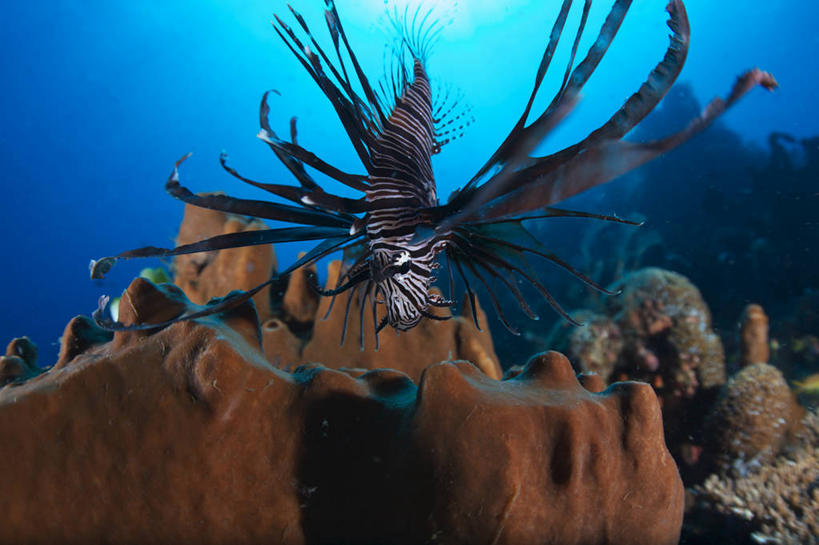 游泳,无人,横图,室内,白天,侧面,海底,水下,海浪,海洋,美景,印度尼西亚,印尼,亚洲,一条,鱼,珊瑚,景观,浪花,水底,注视,珊瑚礁,鱼类,海洋生物,自然,海水,观察,看,景色,巴厘岛,海底世界,东南亚,观看,狮子鱼,察看,关注,自然风光,水生动物,水生物,海景,海底动物,蓑鲉,海底礁,印度尼西亚共和国,泅水,伤害,巴厘省,拍浮,毒物,红狮子鱼,危险,大海,风浪,海,海床,海水的波动,礁,近岸浪,岩石,涌浪,彩图,全身