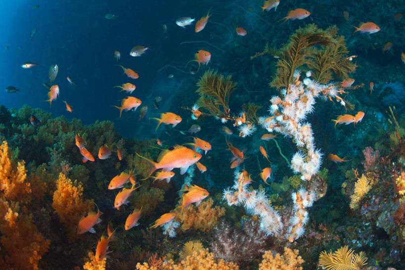 游泳,海鲜,无人,横图,室内,白天,侧面,海底,水下,海浪,海洋,美景,植物,静冈县,日本,亚洲,一群,许多,鱼,景观,浪花,水底,水草,很多,注视,水产,鱼类,海洋生物,自然,海水,观察,看,景色,海底世界,生长,成长,观看,察看,关注,自然风光,水生动物,海产品,水生物,海景,东亚,海底动物,本州,本州岛,日本国,中部地方,静冈,泅水,伊豆半岛,拍浮,大海,风浪,海,海床,海水的波动,近岸浪,涌浪,半身,彩图