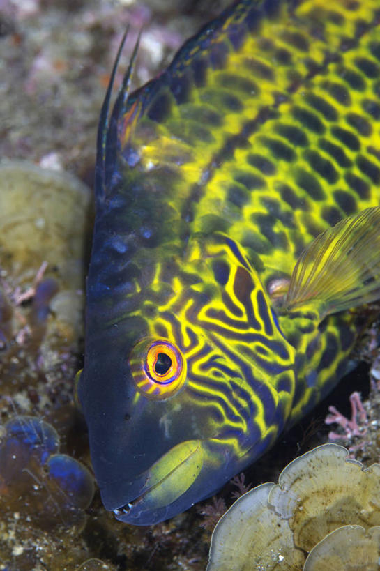 游泳,无人,竖图,俯视,室内,特写,白天,海底,水下,礁石,石头,美景,静冈县,日本,亚洲,一条,鱼,石子,景观,水底,注视,鱼类,海洋生物,黄色,自然,观察,看,景色,海底世界,观看,察看,关注,自然风光,水生动物,水生物,东亚,海底动物,本州,本州岛,日本国,中部地方,静冈,泅水,隆头鱼,伊豆半岛,拍浮,海床,礁,石块,岩石,半身,彩图,高角度拍摄,长鳍鹦鲷