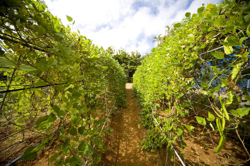 无人,农田,横图,室外,白天,正面,旅游,度假,庄稼,农作物,美景,叶子,东京,日本,亚洲,阴影,光线,影子,景观,云,云朵,绿叶,云彩,娱乐,蓝色,白云,蓝天,天空,阳光,自然,天,享受,休闲,嫩叶,景色,放松,晴朗,自然风光,东亚,本州,关东地方,本州岛,日本国,东京都,小笠原群岛,父岛列岛,叶,叶片,晴空,彩图,耕地,庄稼田