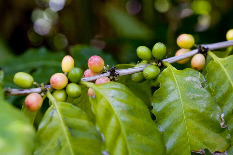 咖啡,无人,农田,横图,室外,特写,白天,正面,庄稼,农作物,美景,植物,豆,东京,日本,亚洲,阴影,朦胧,模糊,光线,影子,景观,豆类,豆子,枝条,树,树木,树枝,绿色,阳光,自然,咖啡豆,景色,生长,成长,自然风光,东亚,豆科,本州,关东地方,本州岛,日本国,东京都,咖啡因,小笠原群岛,虬枝,枝杈,父岛列岛,彩图,耕地,庄稼田