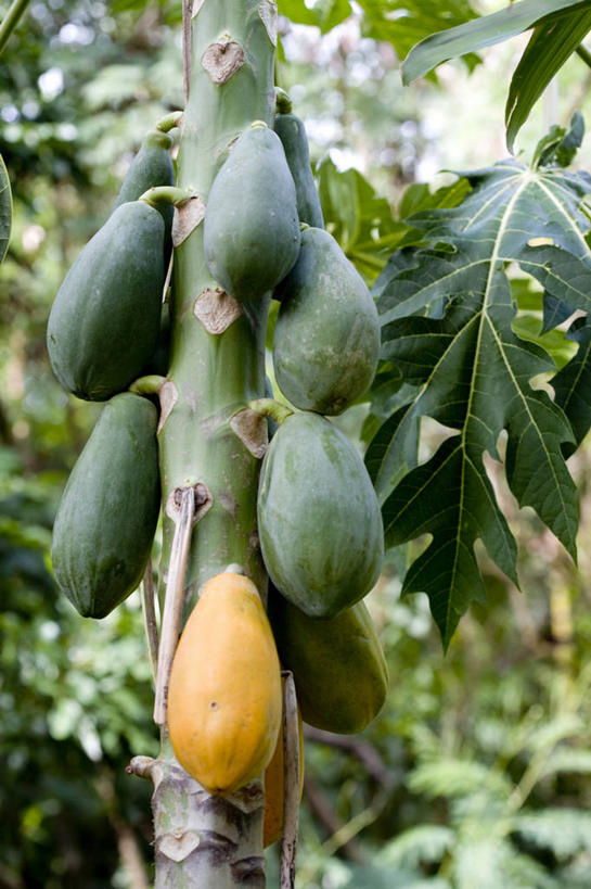 无人,果园,竖图,室外,特写,白天,正面,美景,田园,植物,木瓜,水果,叶子,东京,日本,亚洲,吊挂,悬挂,阴影,朦胧,模糊,新鲜,光线,影子,景观,生食,食品,果实,果树,绿叶,挂,树,树木,食物,绿色,阳光,自然,嫩叶,景色,有机食品,绿色食品,生长,成长,自然风光,东亚,本州,田庄,关东地方,本州岛,日本国,东京都,奶匏,蓬生果,乳瓜,石瓜,万寿匏,小笠原群岛,园子,父岛列岛,叶,叶片,万寿果,番木瓜,彩图