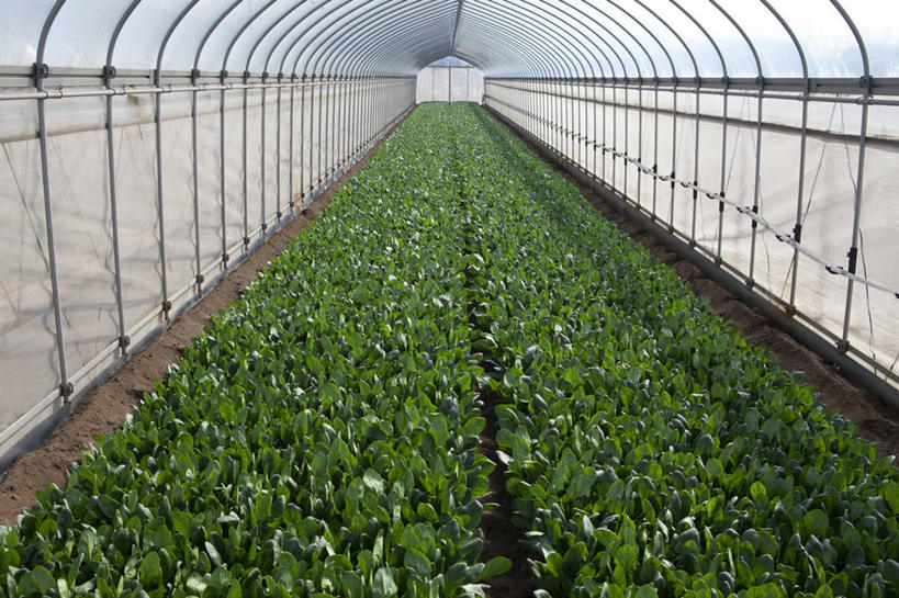 无人,农田,横图,室内,白天,正面,庄稼,农作物,菠菜,蔬菜,许多,新鲜,食品,很多,温室,食物,有机食品,绿色食品,设施,暖房,防寒,加温,透光,保温,鹦鹉菜,鼠根菜,角菜,红嘴绿鹦哥,赤根菜,菠薐菜,波斯草,彩图,耕地,庄稼田