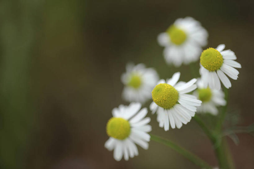 无人,横图,俯视,室外,特写,白天,花海,花圃,美景,植物,叶子,阴影,朦胧,模糊,盛开,光线,影子,景观,洋甘菊,花蕾,花,花瓣,花朵,花卉,鲜花,黄色,绿色,白色,阳光,自然,花丛,花束,花田,花苞,花蕊,菊花,景色,活力,力量,坚强,自然风光,交往,母菊,和好,彩图,高角度拍摄