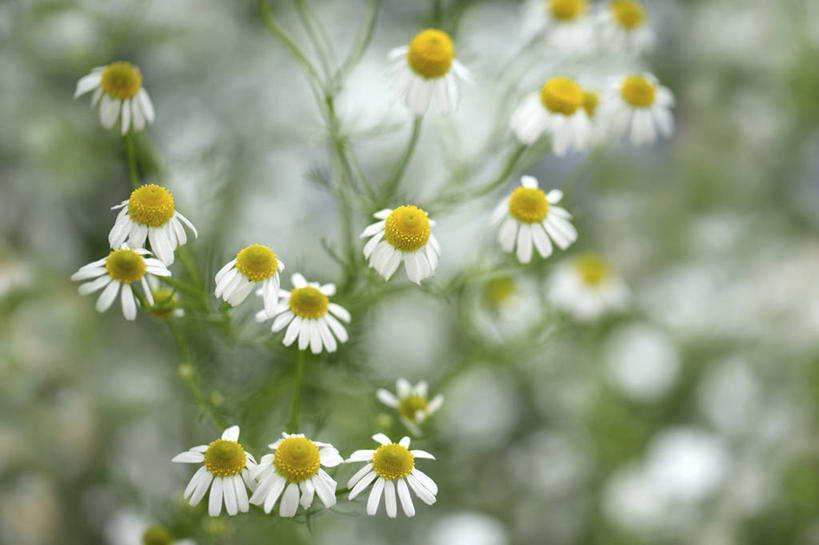 无人,横图,俯视,室外,特写,白天,花海,花圃,美景,植物,叶子,阴影,朦胧,模糊,盛开,光线,影子,景观,洋甘菊,花蕾,花,花瓣,花朵,花卉,鲜花,黄色,绿色,白色,阳光,自然,花丛,花束,花田,花苞,花蕊,菊花,景色,活力,力量,坚强,自然风光,交往,母菊,和好,彩图,高角度拍摄