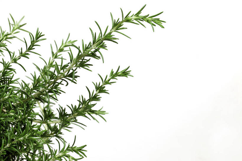 无人,横图,室内,特写,白天,白色背景,正面,叶子,绿叶,嫩叶,摄影,影棚,迷迭香,海洋之露,叶,叶片,彩图,影棚拍摄,拍摄