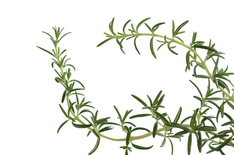 无人,横图,室内,特写,白天,白色背景,正面,叶子,绿叶,嫩叶,摄影,影棚,迷迭香,海洋之露,叶,叶片,彩图,影棚拍摄,拍摄