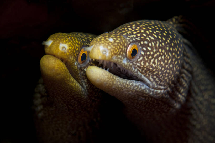 游泳,无人,横图,室内,特写,白天,侧面,海底,水下,美景,两条,黑色背景,鱼,景观,水底,海鳗,注视,鱼类,海洋生物,自然,观察,看,景色,海底世界,观看,察看,关注,自然风光,水生动物,水生物,海底动物,泅水,拍浮,海床,半身,彩图