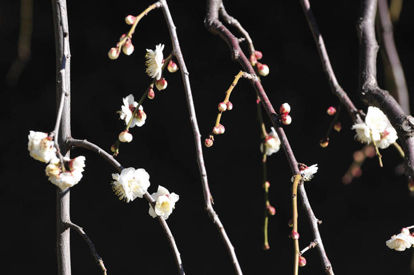 无人,横图,室外,特写,白天,正面,美景,植物,黑色背景,盛开,景观,梅花,花蕾,花,花瓣,花朵,鲜花,树,树木,绿色,自然,花苞,花蕊,景色,生长,成长,高雅,坚强,自然风光,春梅,梅,彩图