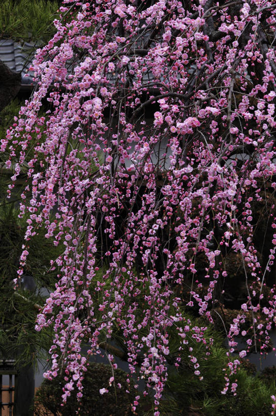 无人,竖图,室外,特写,白天,正面,美景,植物,阴影,朦胧,模糊,盛开,光线,影子,景观,梅花,花蕾,花,花瓣,花朵,鲜花,树,树木,绿色,阳光,自然,花苞,花蕊,景色,生长,成长,高雅,坚强,自然风光,春梅,梅,彩图
