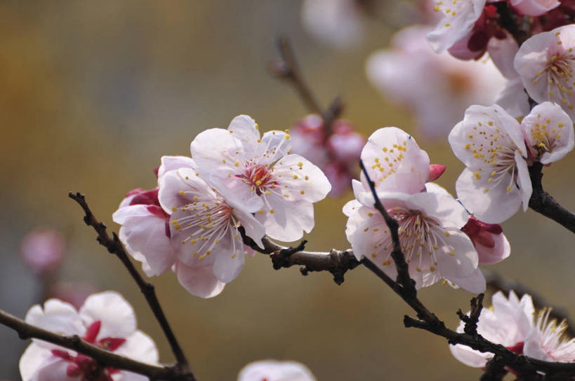 无人,横图,室外,特写,白天,正面,美景,植物,阴影,朦胧,模糊,盛开,光线,影子,景观,梅花,花蕾,花,花瓣,花朵,鲜花,树,树木,粉色,绿色,阳光,自然,花苞,花蕊,景色,生长,成长,高雅,坚强,自然风光,春梅,梅,彩图