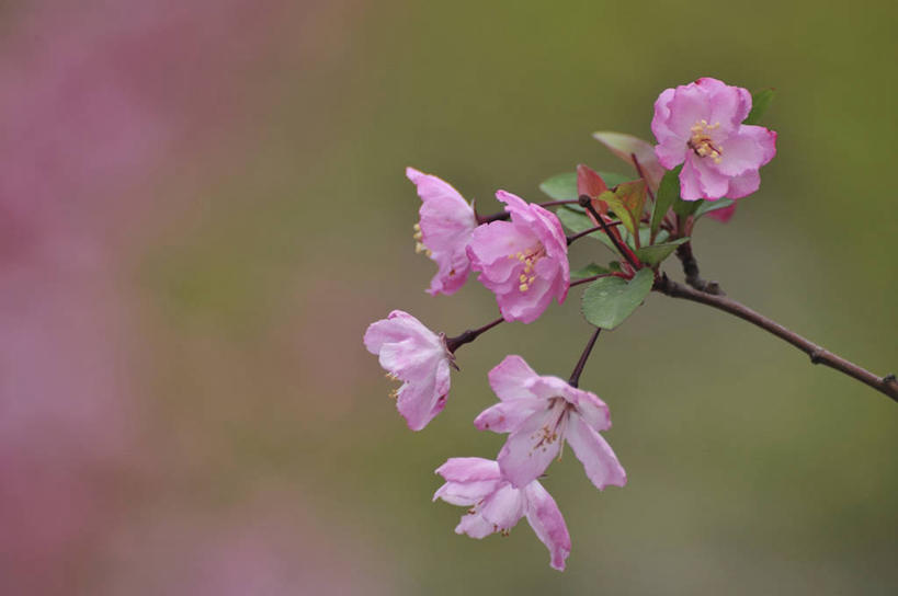 无人,横图,室外,特写,白天,正面,美景,植物,叶子,阴影,朦胧,模糊,光线,影子,景观,海棠,绿叶,枝条,树,树木,树枝,粉色,绿色,阳光,自然,嫩叶,景色,生长,成长,自然风光,倭海棠,贴梗海棠,铁脚海棠,皱皮木瓜,和园子,日本贴梗海棠,日本木瓜,虬枝,枝杈,叶,叶片,彩图