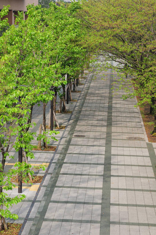 无人,竖图,俯视,室外,白天,旅游,度假,美景,树林,植物,道路,路,东京,日本,亚洲,景观,小路,交通,江东区,娱乐,树,树木,绿色,自然,享受,休闲,景色,放松,生长,成长,自然风光,东亚,本州,关东地方,本州岛,日本国,东京都,彩图,高角度拍摄