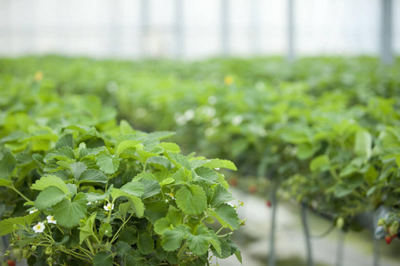 无人,横图,室外,白天,正面,草莓,浆果,水果,叶子,许多,朦胧,模糊,新鲜,生食,食品,果实,绿叶,很多,温室,食物,嫩叶,有机食品,绿色食品,设施,暖房,防寒,加温,透光,保温,叶,叶片,洋莓,水果皇后,红莓,地莓,彩图