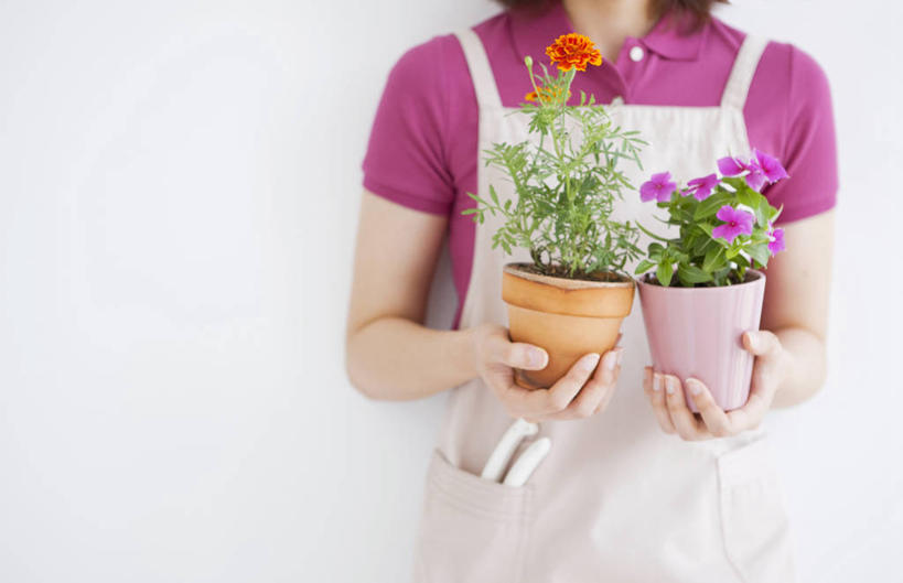 东方人,手,一个人,站,横图,室内,白天,白色背景,正面,植物,亚洲,双手,仅一个年轻女性,仅一个女性,仅一个人,握,服装,盛开,盆栽,围裙,万寿菊,盆景,两盆,拿,花蕾,拿着,休闲装,黄种人,花瓣,花朵,鲜花,衣服,粉色,绿色,自然,花苞,花蕊,站着,休闲,健康,手部,休闲服,橙色,握着,摄影,服饰,影棚,生长,成长,臭芙蓉,蜂窝菊,长寿花,友情,年轻女性,女人,女性,亚洲人,站立,半身,彩图,影棚拍摄,拍摄