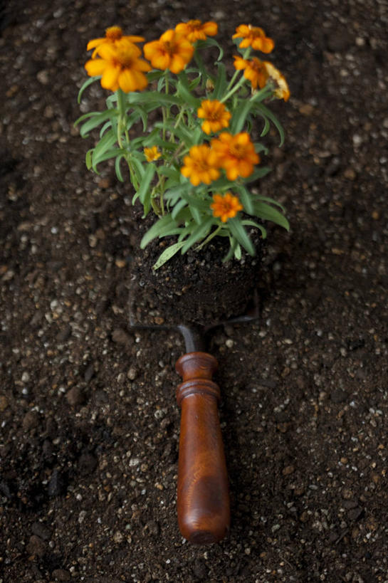 无人,竖图,俯视,室外,特写,白天,美景,叶子,金属制品,盛开,金属,铲子,景观,泥土,土壤,绿叶,万寿菊,花蕾,花,花瓣,花朵,鲜花,自然,花苞,花蕊,健康,橙色,嫩叶,景色,自然风光,长寿,臭芙蓉,蜂窝菊,友情,叶,叶片,彩图,高角度拍摄,手铲