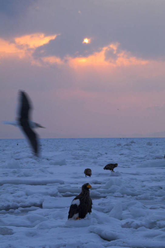 无人,伸展双臂,竖图,室外,白天,正面,旅游,度假,冰山,日出,海浪,海洋,美景,山,太阳,鸟,野生动物,北海道,日本,亚洲,四只,飞翔,飞行,鸟类,冰,景观,浪花,山峰,水平线,辽阔,朝霞,晨曦,海平线,黎明,山峦,翱翔,娱乐,飞,冰川,阳光,自然,海水,动物,享受,休闲,广阔,景色,放松,寒冷,一望无际,冰冷,自然风光,冰河,凶猛,海景,东亚,海雕,日本国,北海道地方,北海道岛,严寒,冰凉,酷寒,凛冽,凛凛,极冷,虎头雕,虎头海雕,羌鹫,无边无际,一马平川,残暴,凶残,大海,风浪,海,海水的波动,近岸浪,涌浪,朝阳,敞开双臂,伸开双臂,展开双肩,张开手臂,张开双臂,彩图,全身,卯时,破晓,日始,水天相接,水天一线