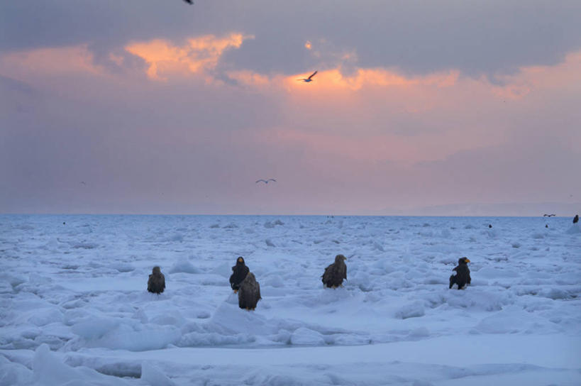 无人,站,横图,室外,白天,正面,旅游,度假,冰山,日出,海浪,海洋,美景,山,太阳,鸟,野生动物,北海道,日本,亚洲,一群,许多,鸟类,冰,景观,浪花,山峰,水平线,辽阔,朝霞,晨曦,海平线,黎明,山峦,很多,娱乐,冰川,阳光,自然,海水,动物,站着,享受,休闲,广阔,景色,放松,寒冷,一望无际,冰冷,自然风光,冰河,凶猛,海景,东亚,海雕,日本国,北海道地方,北海道岛,严寒,冰凉,酷寒,凛冽,凛凛,极冷,虎头雕,虎头海雕,羌鹫,无边无际,一马平川,残暴,凶残,大海,风浪,海,海水的波动,近岸浪,涌浪,朝阳,站立,彩图,全身,卯时,破晓,日始,水天相接,水天一线