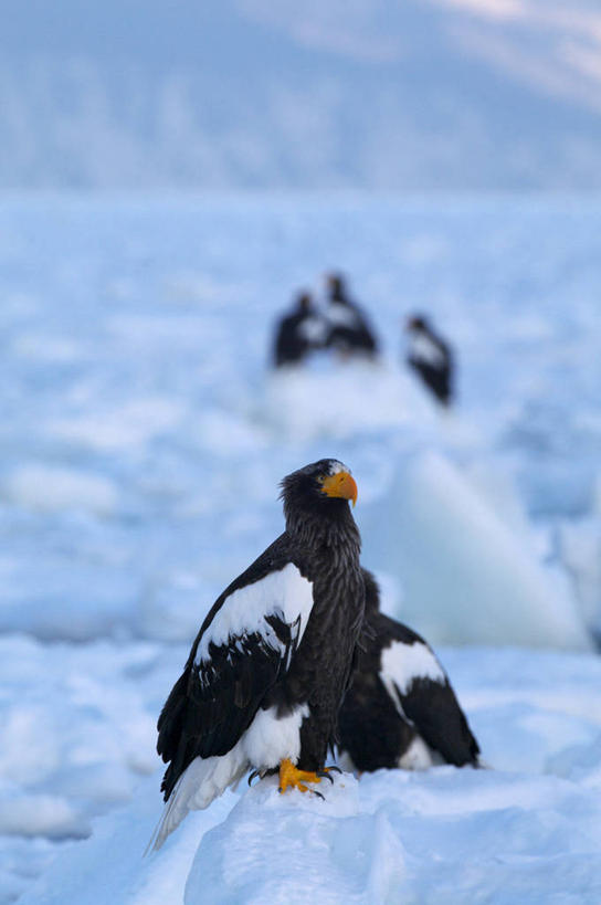 无人,站,竖图,室外,白天,侧面,旅游,度假,美景,雪,大雪,鸟,野生动物,北海道,日本,亚洲,鸟类,积雪,景观,雪景,冬季,冬天,注视,娱乐,自然,动物,观察,看,站着,享受,休闲,景色,放松,寒冷,五只,观看,察看,关注,自然风光,凶猛,东亚,海雕,日本国,北海道地方,北海道岛,严寒,虎头雕,虎头海雕,羌鹫,根室支厅,罗臼町,目梨郡,残暴,凶残,站立,彩图,全身,道东