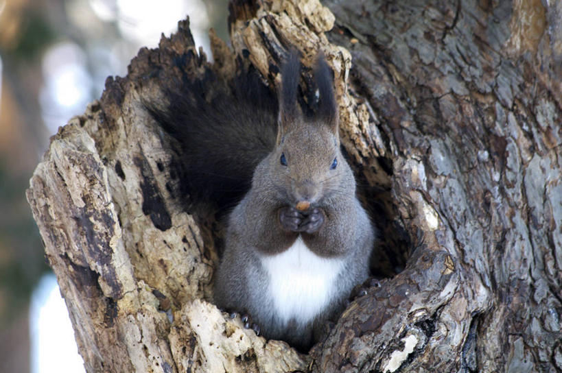无人,站,横图,室外,白天,正面,美景,植物,野生动物,北海道,日本,亚洲,朦胧,模糊,洞,景观,树桩,注视,树,树干,树木,一只,绿色,自然,动物,松鼠,观察,看,站着,木桩,景色,可爱,洞穴,活泼,生长,成长,观看,察看,关注,自然风光,东亚,穴,日本国,北海道地方,北海道岛,红松鼠,站立,彩图,全身