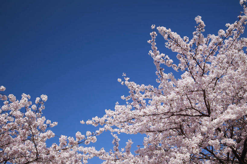 无人,横图,室外,白天,仰视,旅游,度假,幸福,纯洁,美景,植物,樱花,京都,日本,亚洲,阴影,盛开,光线,影子,景观,枝条,花蕾,娱乐,花,花瓣,花朵,鲜花,树,树木,树枝,粉色,蓝色,绿色,蓝天,天空,阳光,自然,天,花苞,花蕊,享受,休闲,景色,放松,京都府,生长,晴朗,成长,等待,生命,自然风光,东亚,本州,万里无云,本州岛,日本国,近畿地方,近畿,仙樱花,福岛樱,青肤樱,高尚,热烈,虬枝,枝杈,左京区,晴空,晴空万里,荆桃,彩图,低角度拍摄