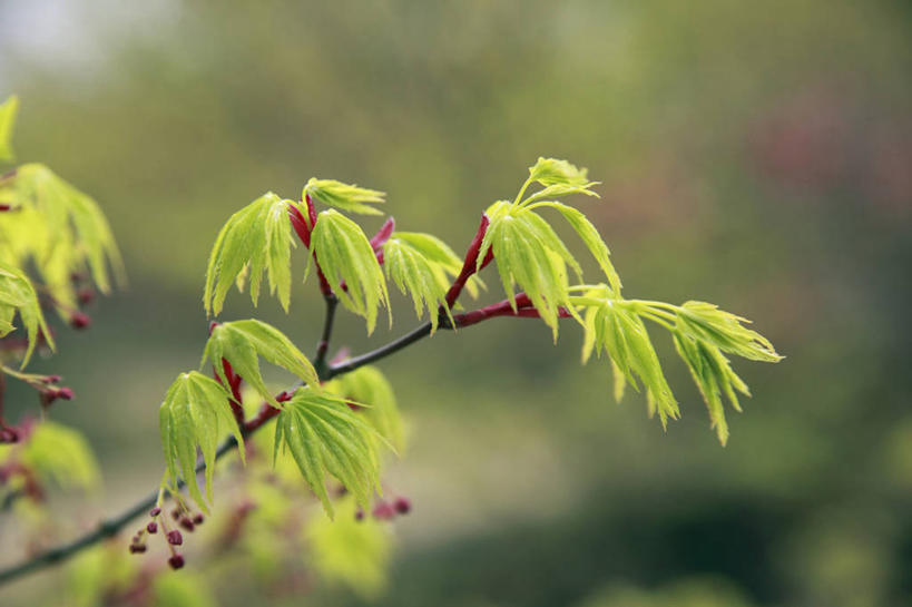 无人,横图,室外,特写,白天,正面,美景,植物,枫树,奈良县,日本,亚洲,朦胧,模糊,景观,枝条,树,树木,树枝,绿色,自然,景色,生长,成长,自然风光,东亚,本州,本州岛,日本国,近畿地方,奈良,近畿,槭树,糖枫,糖槭,糖槭树,虬枝,枝杈,彩图
