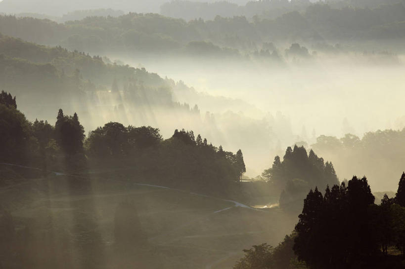 无人,横图,俯视,室外,白天,旅游,度假,美景,森林,山,山脉,树林,植物,雾,日本,亚洲,朦胧,模糊,景观,山峰,山峦,背光,娱乐,树,树木,绿色,自然,群山,享受,休闲,景色,放松,生长,成长,迷雾,自然风光,逆光,东亚,本州,本州岛,日本国,中部地方,新潟,新潟县,大雾,彩图,高角度拍摄,十日町市