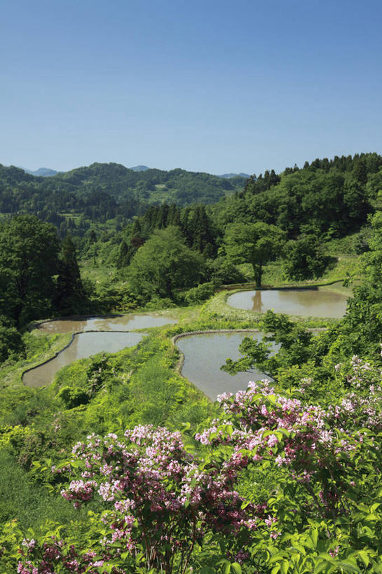 无人,农田,竖图,俯视,室外,白天,旅游,度假,庄稼,梯田,农作物,美景,森林,山,山脉,树林,植物,日本,亚洲,阴影,曲折,弯曲,光线,影子,景观,山峰,山峦,娱乐,树,树木,蓝色,绿色,蓝天,天空,阳光,自然,群山,天,享受,休闲,景色,放松,蜿蜒,生长,晴朗,成长,自然风光,东亚,本州,万里无云,本州岛,日本国,中部地方,新潟,新潟县,晴空,晴空万里,彩图,高角度拍摄,耕地,庄稼田,十日町市
