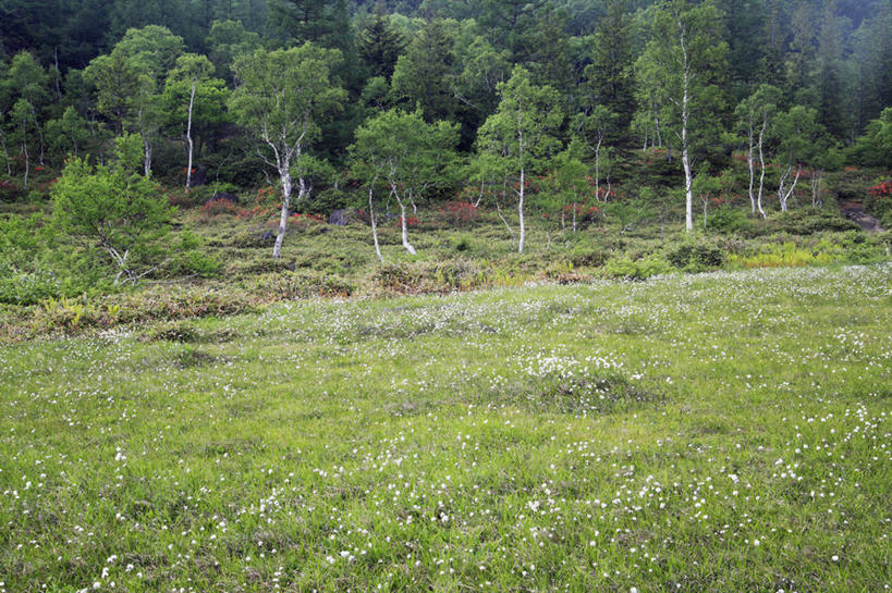 无人,横图,室外,白天,正面,旅游,度假,农作物,草地,草坪,美景,树林,植物,长野县,日本,亚洲,柔软,景观,棉花,羊胡子草,娱乐,草,树,树木,纺织,绿色,自然,享受,休闲,健康,温暖,景色,放松,生长,成长,纤维,自然风光,东亚,本州,本州岛,日本国,中部地方,长野,柔和,暖和,卵穗苔草,山之内,山之内町,下高井郡,彩图