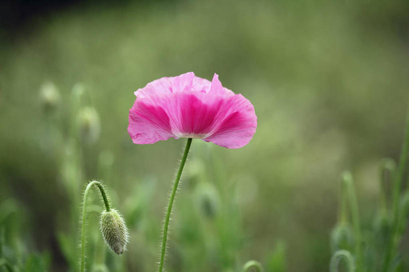 无人,横图,室外,特写,白天,正面,美景,植物,罂粟,叶子,朦胧,模糊,盛开,景观,绿叶,花,花瓣,花朵,花卉,鲜花,一朵,自然,花蕊,嫩叶,景色,自然风光,冰岛罂粟,冰岛虞美人,橘黄罂粟,裸茎罂粟,小罂粟,岩罂粟,野罂粟,叶,叶片,彩图