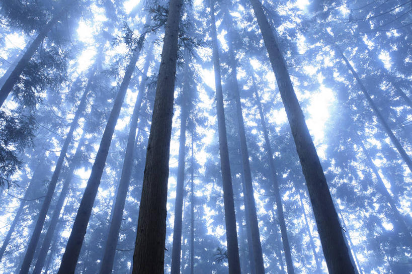 无人,横图,室外,白天,仰视,旅游,度假,美景,森林,树林,植物,雾,松树,东京,日本,亚洲,阴影,朦胧,模糊,光线,影子,景观,树桩,娱乐,树,树干,树木,绿色,阳光,自然,享受,休闲,木桩,景色,放松,生长,成长,迷雾,自然风光,杉树,坚定,东亚,本州,关东地方,本州岛,日本国,东京都,长寿,贞洁,柳杉,大雾,彩图,低角度拍摄,孔雀松,木沙椤树