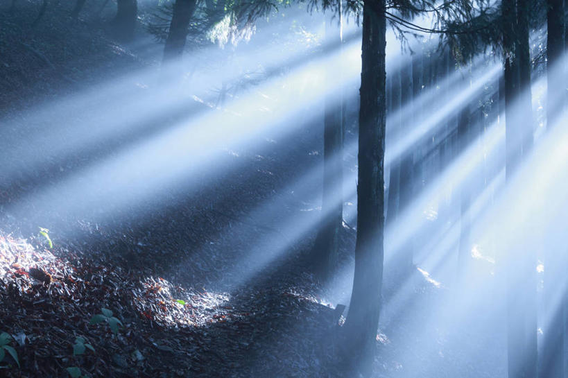 无人,横图,室外,白天,正面,旅游,度假,美景,森林,树林,植物,雾,松树,东京,日本,亚洲,阴影,朦胧,模糊,光线,影子,景观,树桩,娱乐,树,树干,树木,绿色,阳光,自然,享受,休闲,木桩,景色,放松,生长,成长,迷雾,自然风光,杉树,坚定,东亚,本州,关东地方,本州岛,日本国,东京都,长寿,贞洁,柳杉,大雾,彩图,孔雀松,木沙椤树