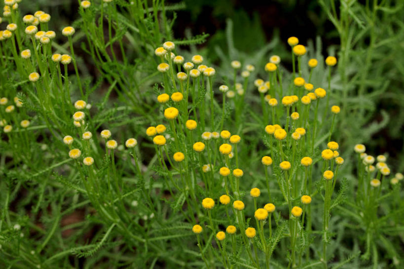 无人,横图,俯视,室外,特写,白天,花海,花圃,美景,植物,叶子,阴影,盛开,光线,影子,景观,花蕾,花,花瓣,花朵,花卉,鲜花,黄色,绿色,阳光,自然,花丛,花束,花田,花苞,花蕊,景色,艾菊,自然风光,和平,菊蒿,彩图,高角度拍摄,和蔼