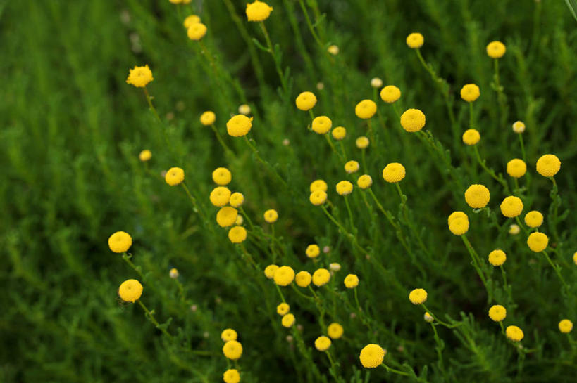 无人,横图,俯视,室外,特写,白天,花海,花圃,美景,植物,叶子,阴影,盛开,光线,影子,景观,花蕾,花,花瓣,花朵,花卉,鲜花,黄色,绿色,阳光,自然,花丛,花束,花田,花苞,花蕊,景色,艾菊,自然风光,和平,菊蒿,彩图,高角度拍摄,和蔼