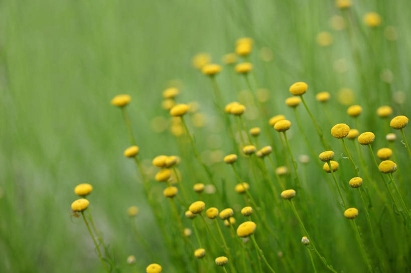 无人,横图,俯视,室外,特写,白天,草地,草坪,花海,花圃,美景,植物,叶子,阴影,朦胧,模糊,盛开,光线,影子,景观,花蕾,草,花,花瓣,花朵,花卉,鲜花,黄色,绿色,阳光,自然,花丛,花束,花田,花苞,花蕊,景色,艾菊,自然风光,和平,菊蒿,彩图,高角度拍摄,和蔼