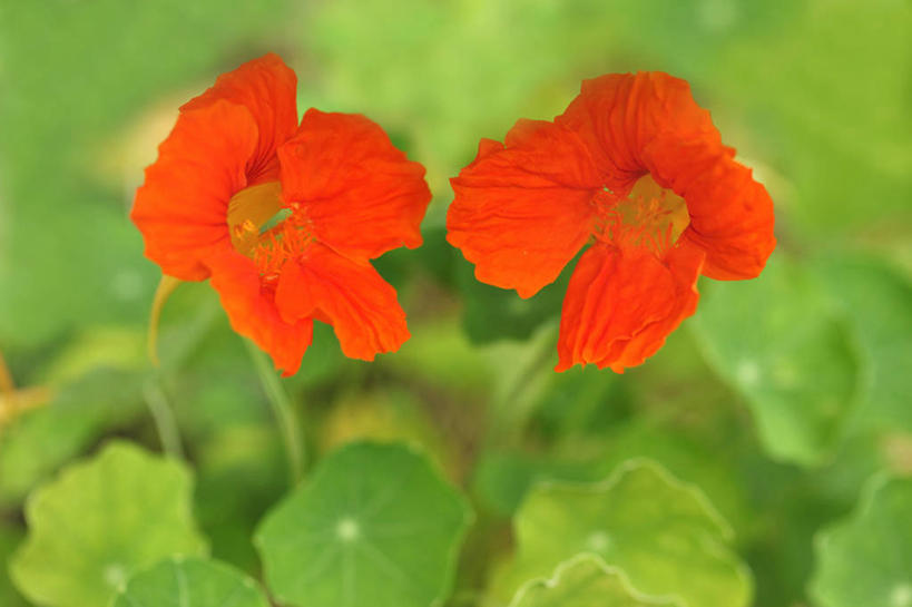 无人,横图,室外,特写,白天,正面,美景,植物,叶子,阴影,朦胧,模糊,盛开,光线,纹理,影子,景观,绿叶,花蕾,花,花瓣,花朵,鲜花,两朵,红色,绿色,阳光,自然,花苞,花蕊,嫩叶,景色,自然风光,金链花,肌理,阿勃勒,波斯皂荚,长果子树,黄金雨,金急雨,牛角树,婆罗门皂荚,猪肠豆,叶,叶片,叶脉,彩图