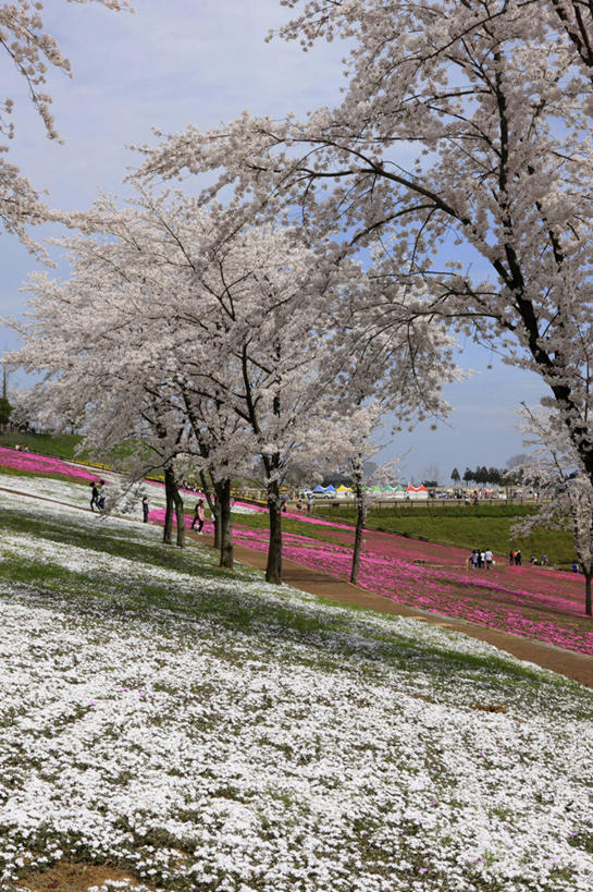 东方人,站,竖图,室外,白天,正面,旅游,度假,幸福,纯洁,草地,草坪,花海,花圃,美景,树林,植物,樱花,叶子,日本,亚洲,行人,游客,游人,阴影,服装,盛开,光线,影子,景观,许多人,花蕾,注视,休闲装,黄种人,娱乐,路人,旅客,草,花,花瓣,花朵,花卉,鲜花,树,树木,衣服,蓝色,绿色,蓝天,天空,阳光,自然,花丛,花束,花田,天,花苞,花蕊,观察,看,站着,一群人,享受,休闲,休闲服,景色,放松,服饰,生长,晴朗,成长,观看,等待,察看,生命,关注,自然风光,东亚,本州,万里无云,关东地方,本州岛,日本国,群马,群马县,仙樱花,福岛樱,青肤樱,高尚,热烈,福乐花,福禄花,福禄考,过客,男人,男性,年轻男性,年轻女性,女人,女性,亚洲人,晴空,晴空万里,荆桃,站立,彩图,全身,丛生福禄考,禄考,铺地之樱,针叶福禄考,针叶天蓝绣球